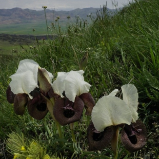 Iris iberica